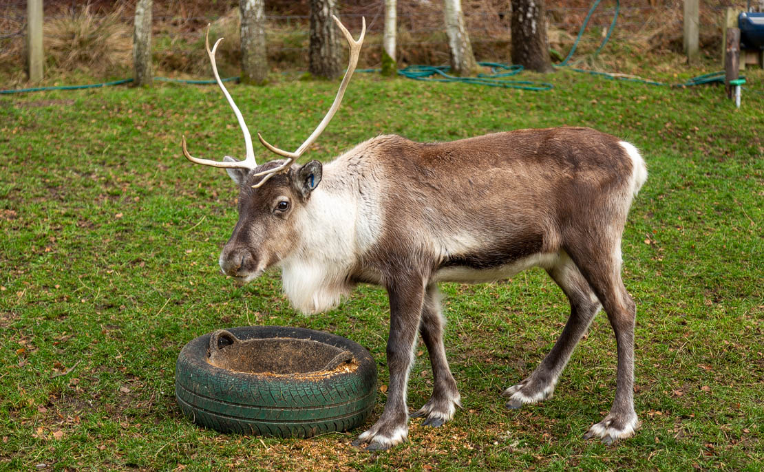 Wildlife